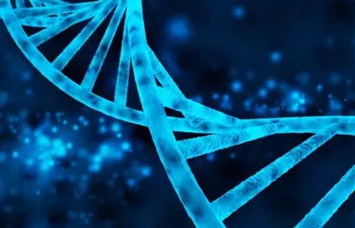 ADN, short for ácido desoxirribonucleico in Spanish, is the molecule better known in English as DNA. It is the hereditary material found
