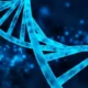 ADN, short for ácido desoxirribonucleico in Spanish, is the molecule better known in English as DNA. It is the hereditary material found