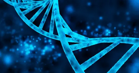 ADN, short for ácido desoxirribonucleico in Spanish, is the molecule better known in English as DNA. It is the hereditary material found