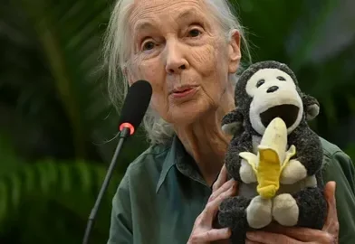 Jane Goodall is one of the most respected and well-known primatologists in the world. Her work with chimpanzees in Africa
