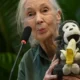 Jane Goodall is one of the most respected and well-known primatologists in the world. Her work with chimpanzees in Africa
