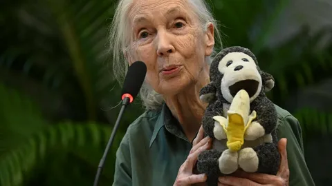 Jane Goodall is one of the most respected and well-known primatologists in the world. Her work with chimpanzees in Africa
